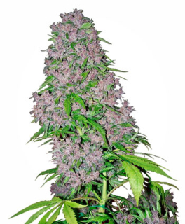 Purple Bud. 10 Ks. Fem.
