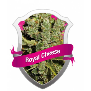 Royal Cheese - Fast, 3 ks Fem. 