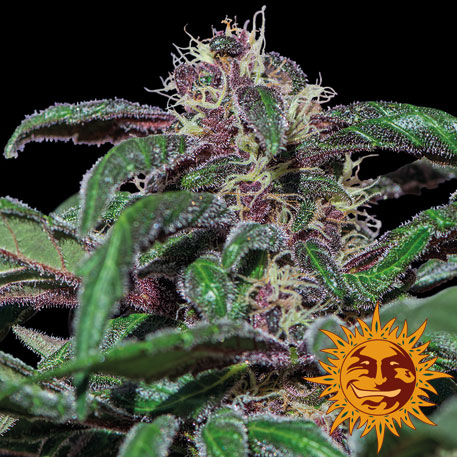 Ayahuasca Purple, 5 ks, Fem.