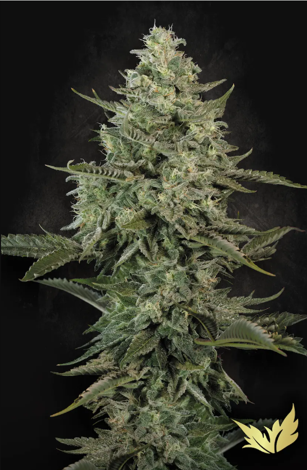 PAR - Mendo Creme 10ks