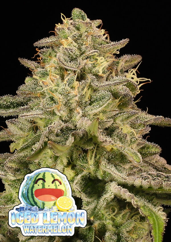 Anesia - Iced Lemon Watermelon 5ks