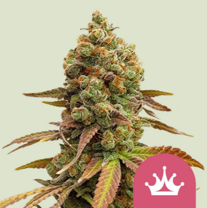 RQS Special Queen # 1 - 1 ks Fem.