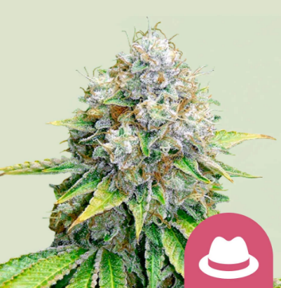 RQS O.G. Kush, 5 ks Fem. 
