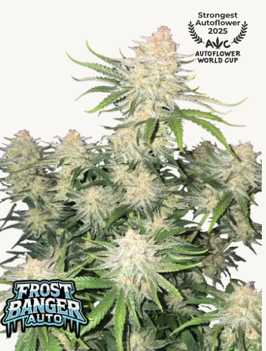 FB Frostbanger Auto 1ks