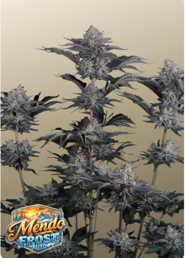 FB Mendo Frost Auto 1ks