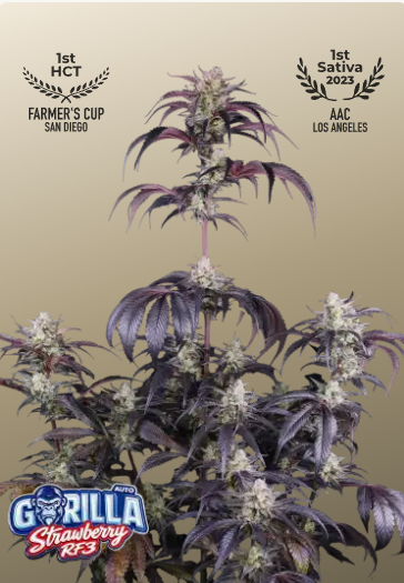 FB Strawberry Gorilla Auto RF3, 1ks