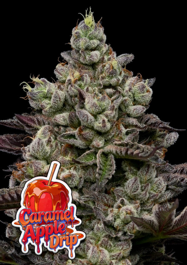 Anesia - Caramel Apple Drip 3ks