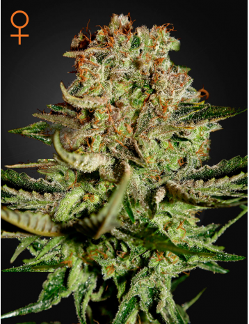 Super Bud, 3 ks, Fem. 