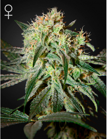 Damn Sour, 3 ks, Fem. 